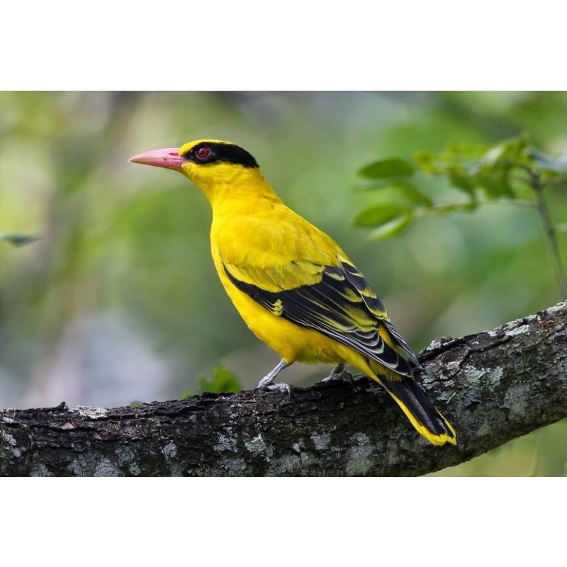 kepodang emas jantan mulus