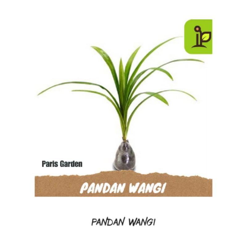 PANDAN WANGI - BIBIT PANDAN WANGI DAUN PANDAN WANGI - BIBIT POHON PANDAN WANGI