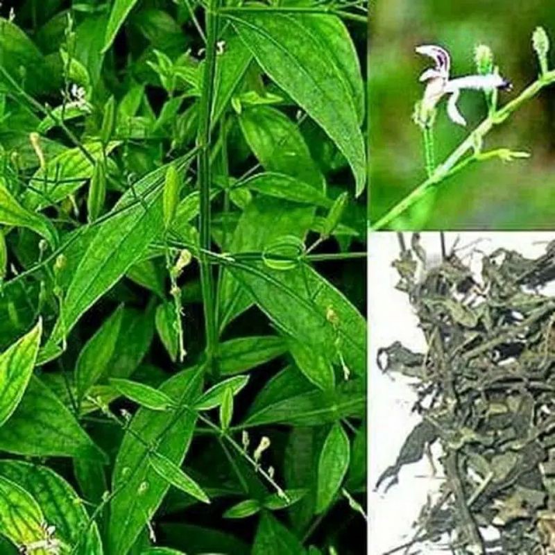 

Daun Sambiloto Kering