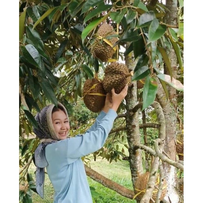 Tanaman Bibit Durian Duri Hitam Kaki Tiga