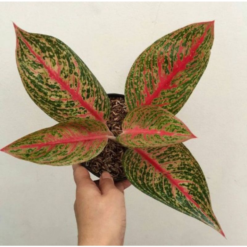 bibit bonggol aglonema red legacy super spesial