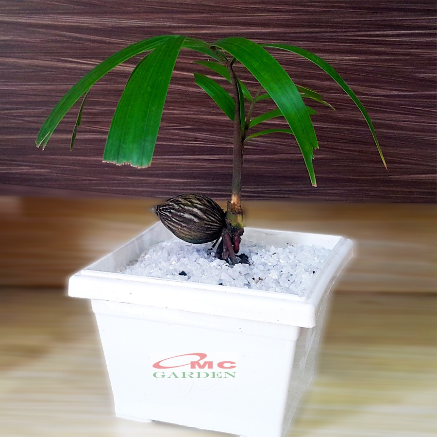 Tanaman Hias Pohon Bonsai Mame Palm Palem Raja Roystonea Regia Bibit B-PR-001