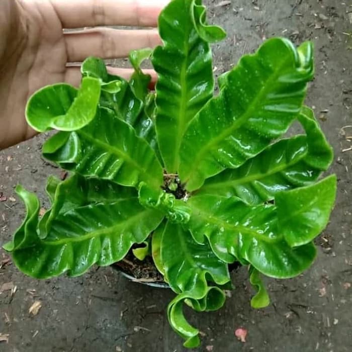 Tanaman Hias Kadaka Lasagna mini - tanaman kadaka lasagna