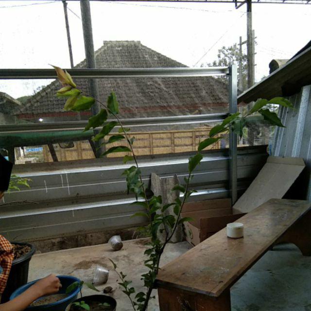 Bibit Tanaman Plum Australia Plum Ausy