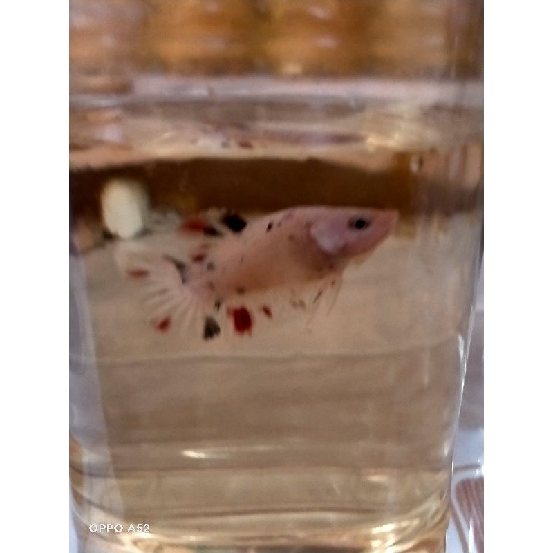 

Bahanan Nemo koi multigaksi