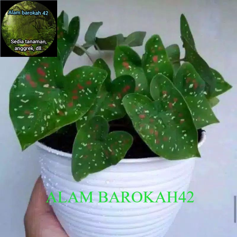 keladi bintik merah putih tanaman hias daun talas