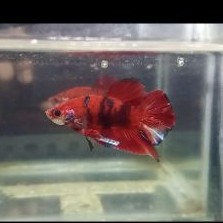 Cupang PK red koi