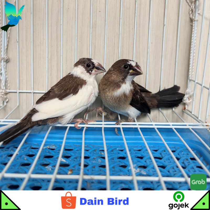 Burung Emprit Jepang Siapan Sepasang Siap Breeding Atau Ternak