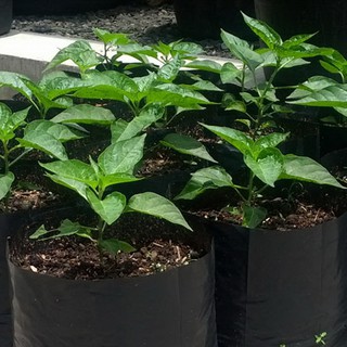 15 buah - Polybag 20 x 20 Poly Bag Polibek Polibag Tanaman