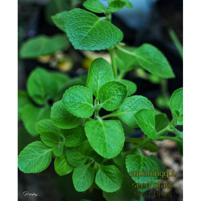 Tanaman Pohon Herbal Jinten Termurah