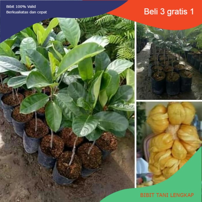 Bibit Tanaman Buah Cempedak-Bibit Cempedak Manis