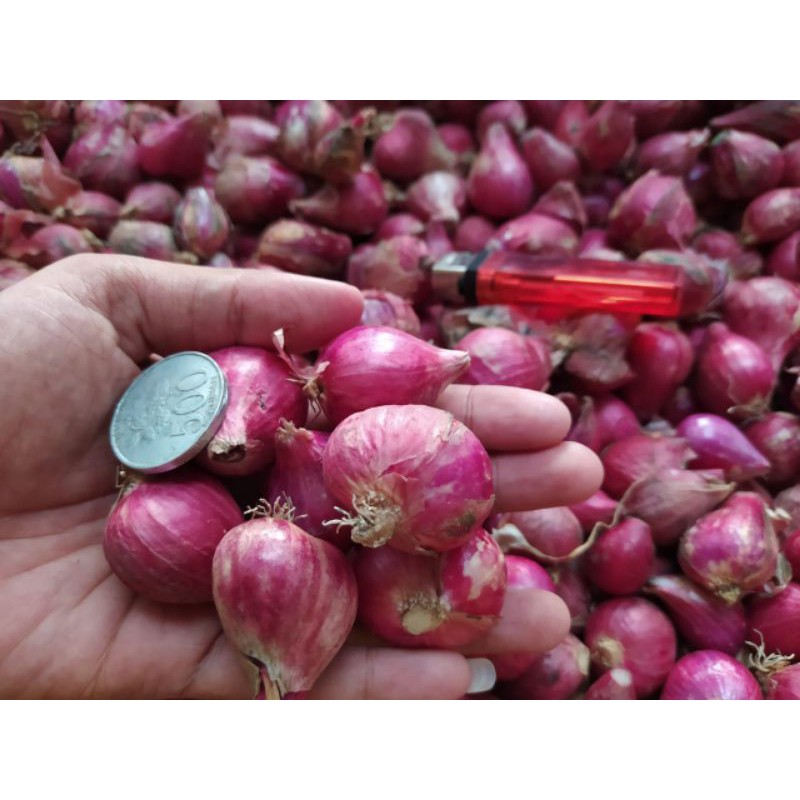 

Bawang merah