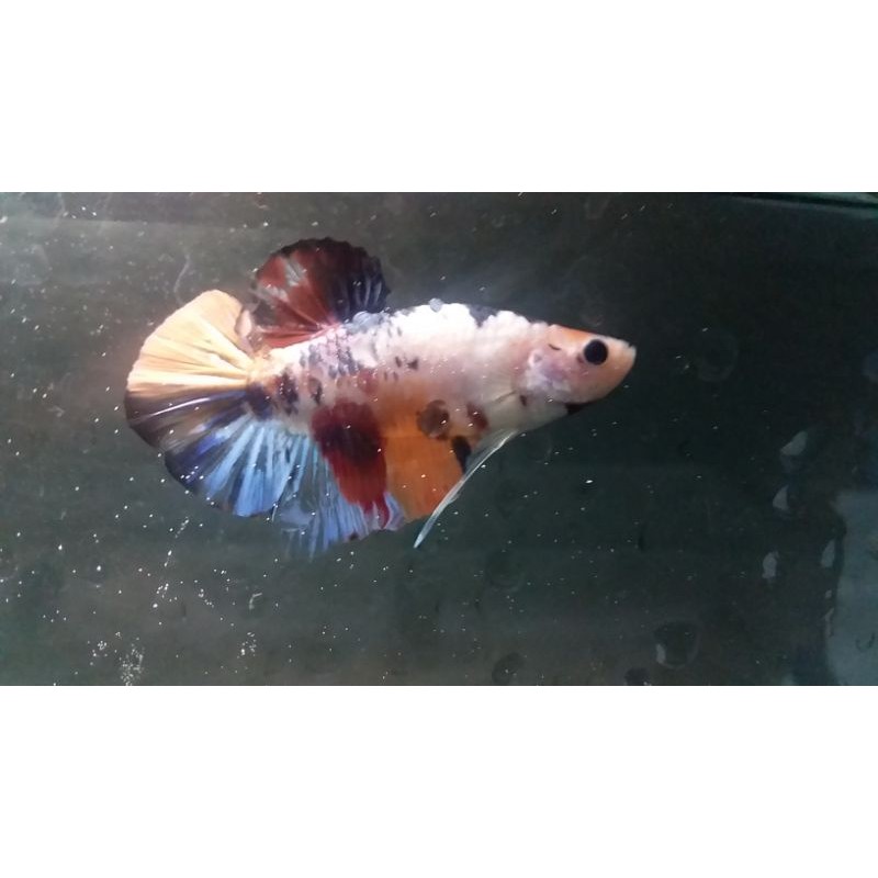

cupang 1 pair
