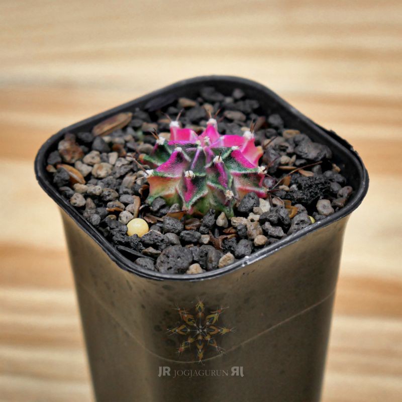 Kaktus Gymno Starfire