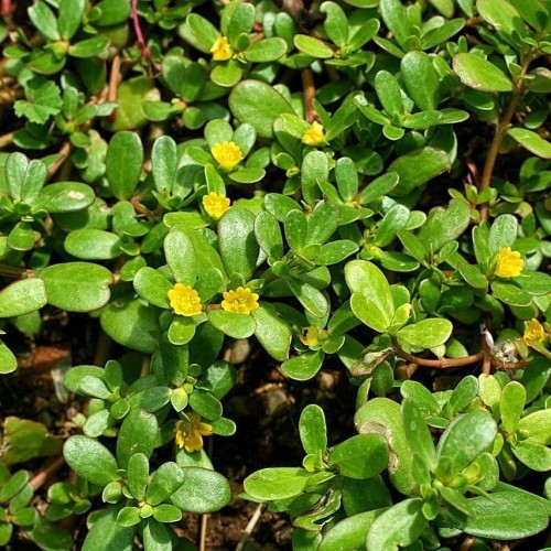 Benih Bibit Biji - Krokot Daun / Krokot Rumput (Portulaca oleracea) - Mencegah Kanker dan Menurunkan Berat Badan Diet