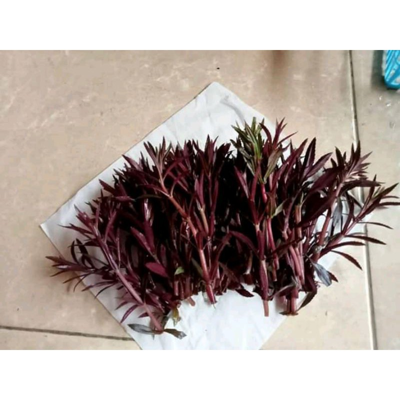 limnophila aromatica tanaman aquascape