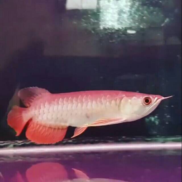 Jual Anak Ikan Arwana  Super Red