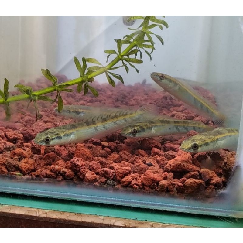 Channa Maru Riau Baby