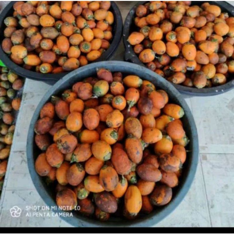 

buah pinang tua satuan freh segar murah, pinang / jebug / jambe