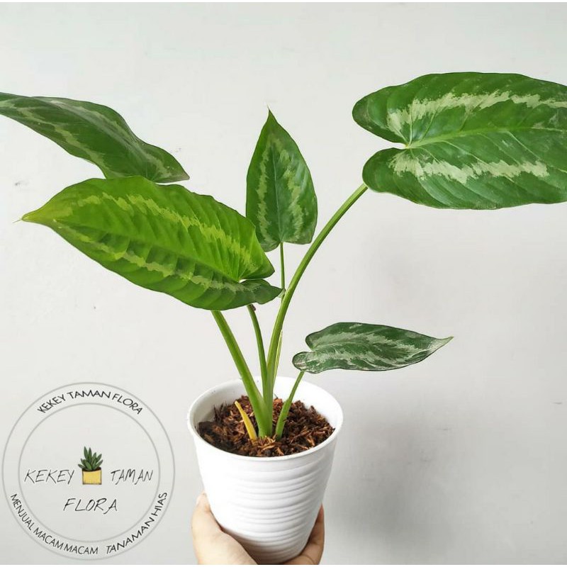 Tanaman Hias Homalomena Silver-Homalomena Silver