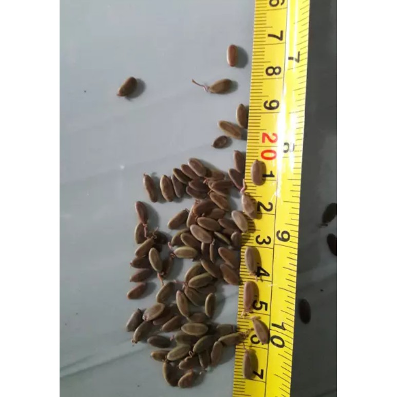 Diskon 1 Ons Benih Biji Sengon Solomon Jaguar Super Unggul  / Binih Unggul / Bibit Ternbaik