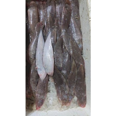 

IKAN LIDAH - 500 GR
