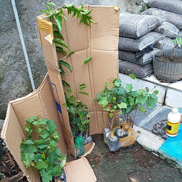 Bibit Anggur Import Beny Pizutello (grafting Asli)