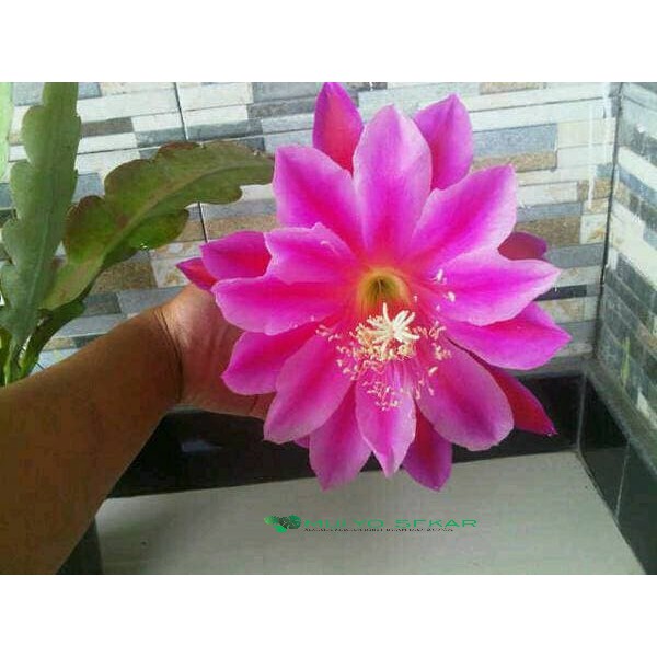 tanaman wijaya kusuma pink California Dream Bibit bunga besar Epiphyllum (Bergaransi)