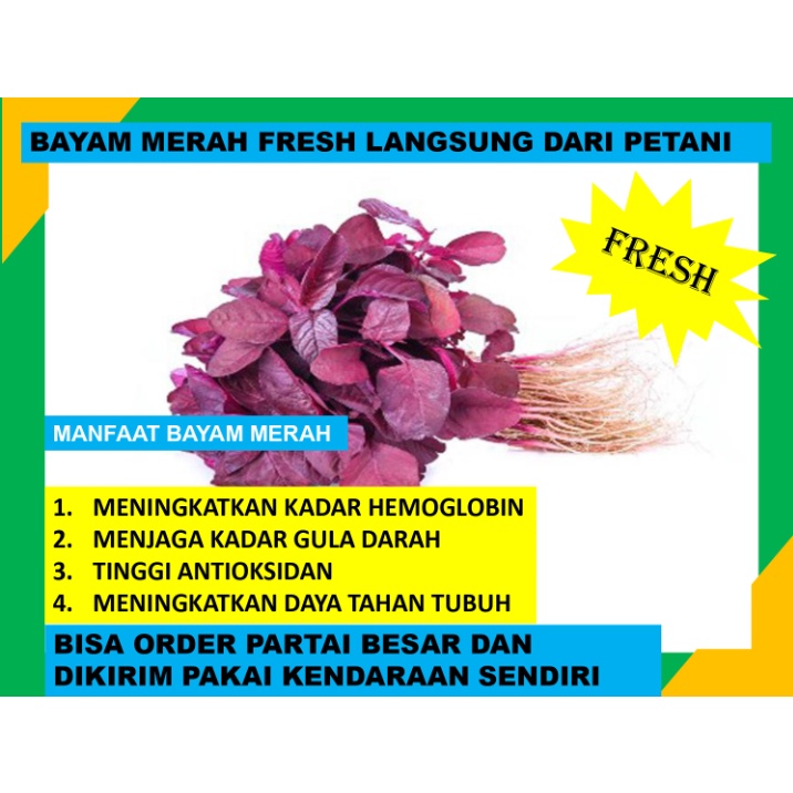 

Bayam Merah Fresh Box Langsung Dari Petani