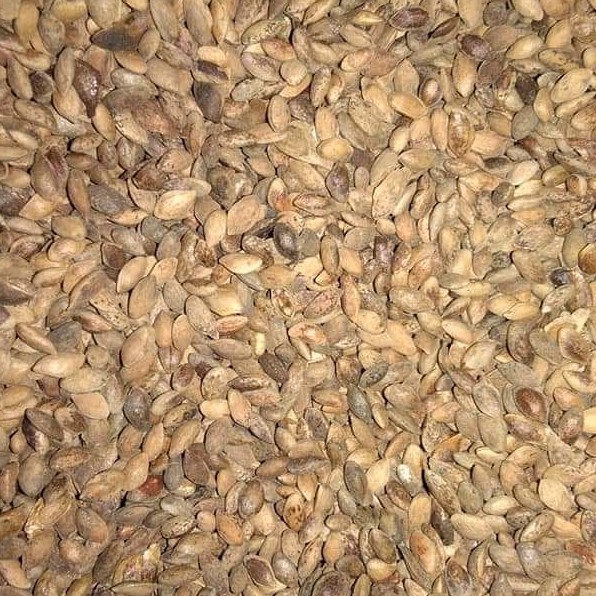 1 Kg Biji Pinus