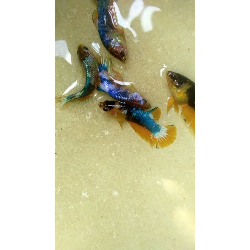 

partai yellow fancy per 8 ekor