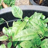 Bibit Buah Markisa/buah markisa segar