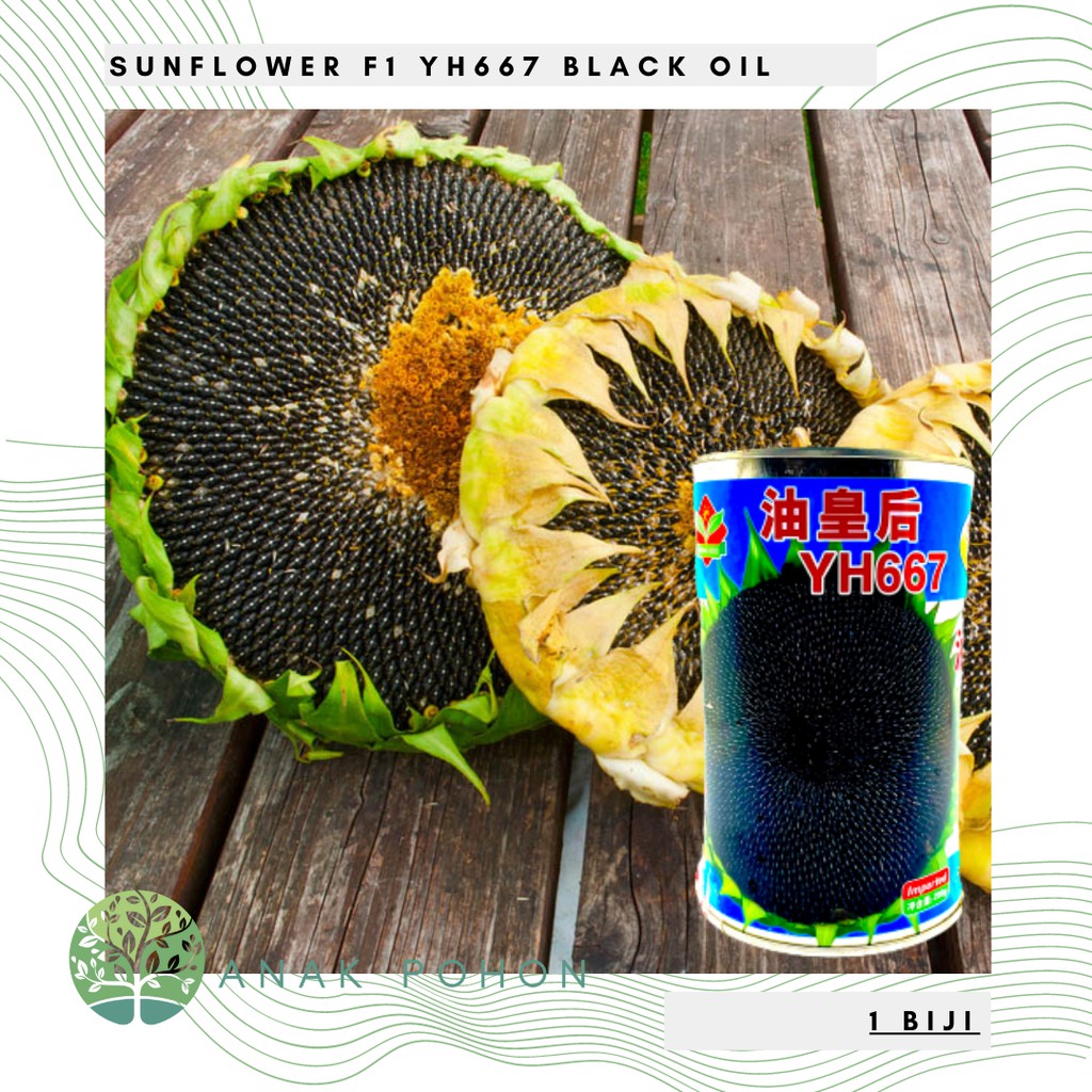 Benih Bibit Biji - Sunflower Black Oil F1 Varietas YH667 Kuaci Bunga Matahari Seeds