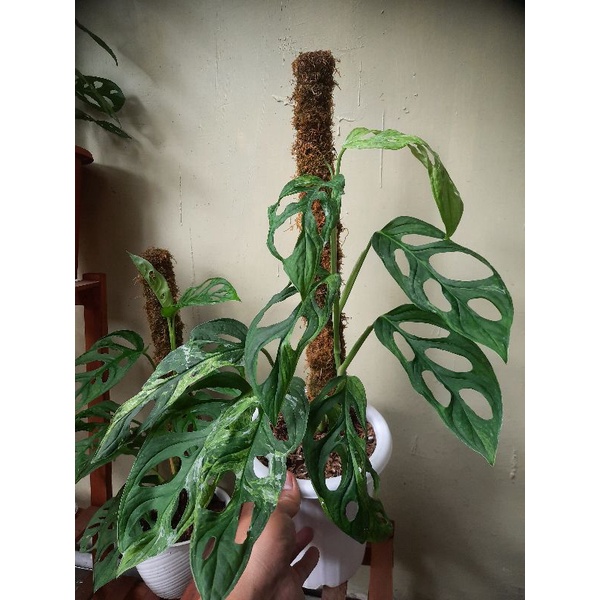 janbol varigata lokal