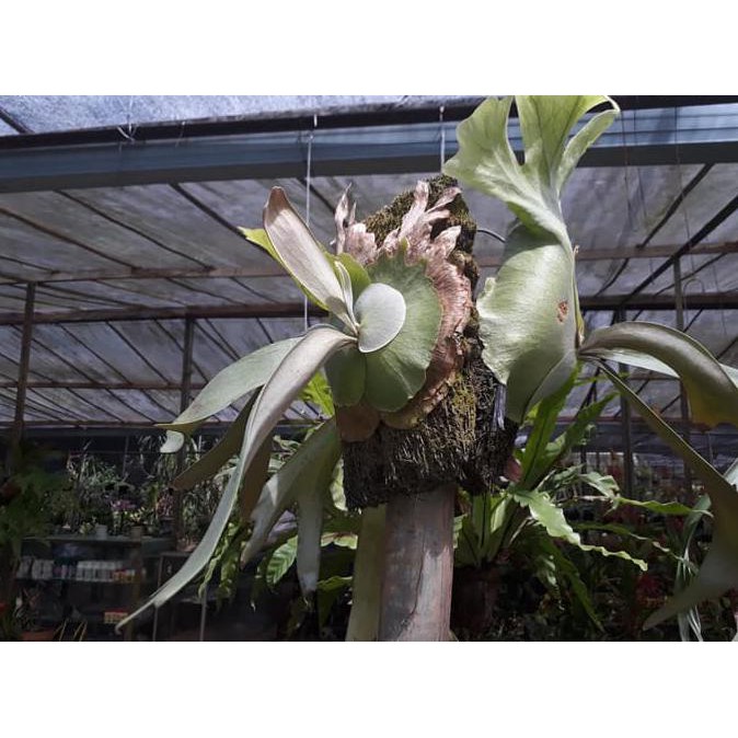 Tanduk Rusa (Platycerium coronarium)