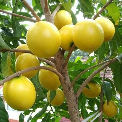 bibit buah abiu(sawo australia) super unggul berokulasi