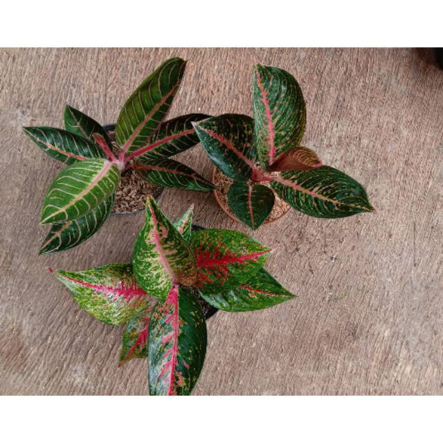 3 paket aglonema red sumatra hot lady adelia