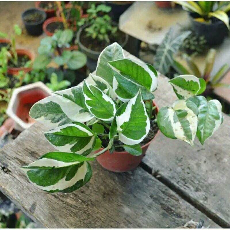 tanaman hias gantung sirih gading Njoy-tanaman hias epipremnum aureum njoy -sirih gading njoy-Njoy