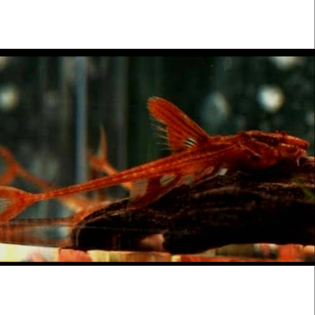 Ikan red lizard (sapu2 helikopter)