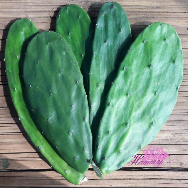 

Kaktus Centong / Opuntia Segar 500gr