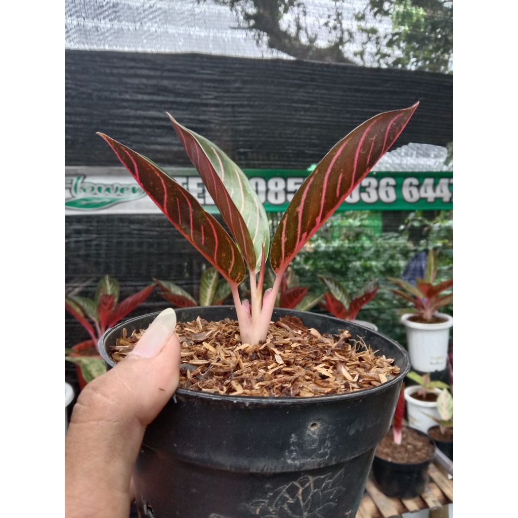 Babby RED SUMATRA / POS