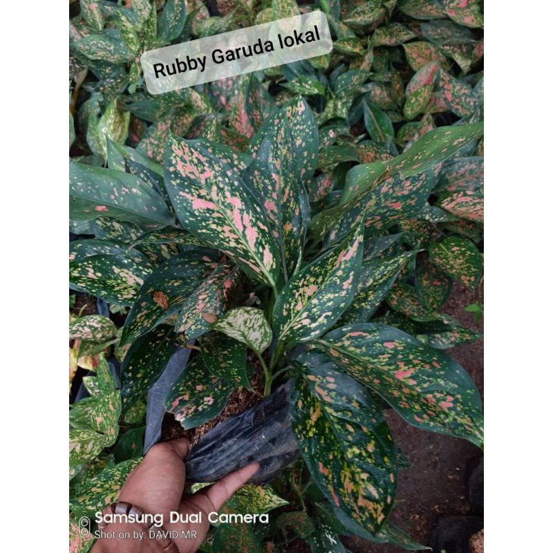 aglaonema ruby garuda