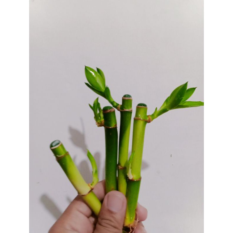 BAMBU HOKI | BAMBU CINA | BAMBU REJEKI | KAKTUS SUKULEN