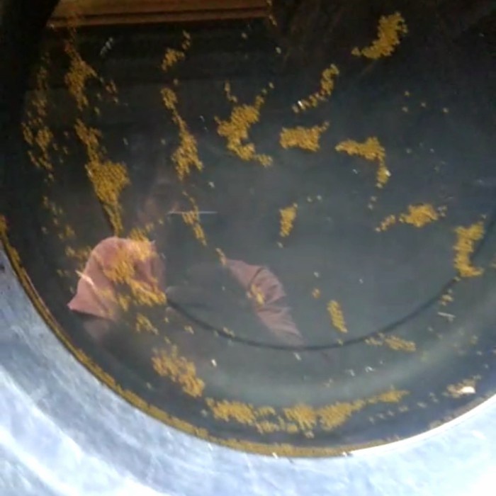 

PAKET 500 BUTIR BIBIT TELOR IKAN GURAME SOANG (GUSRO) BERKUALITAS - BARU