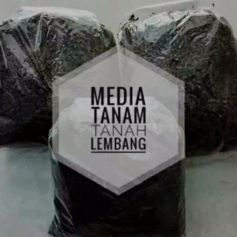 TANAMAN HIAS GANTUNG KRIBO (FREE POT+MEDIA TANAM)