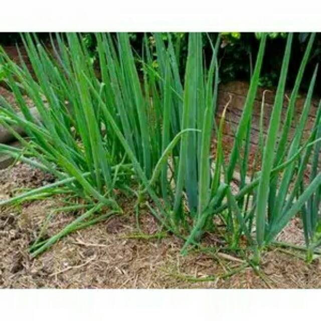 Puluhan benih biji bibit daun bawang