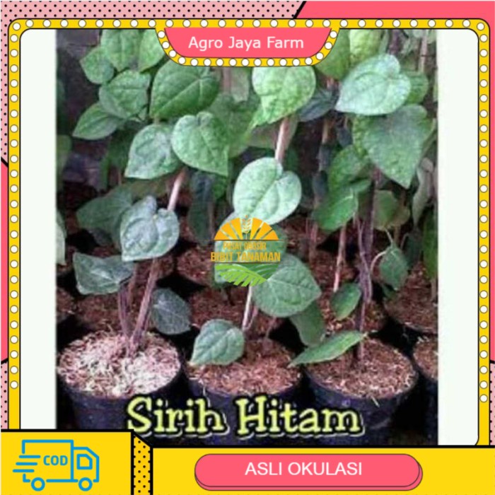 Asli Tanaman Sirih Hitam Terlaris