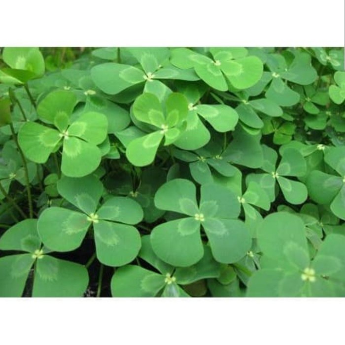 LUCKY CLOVER SEED BIBIT TANAMAN AIR PEMULA