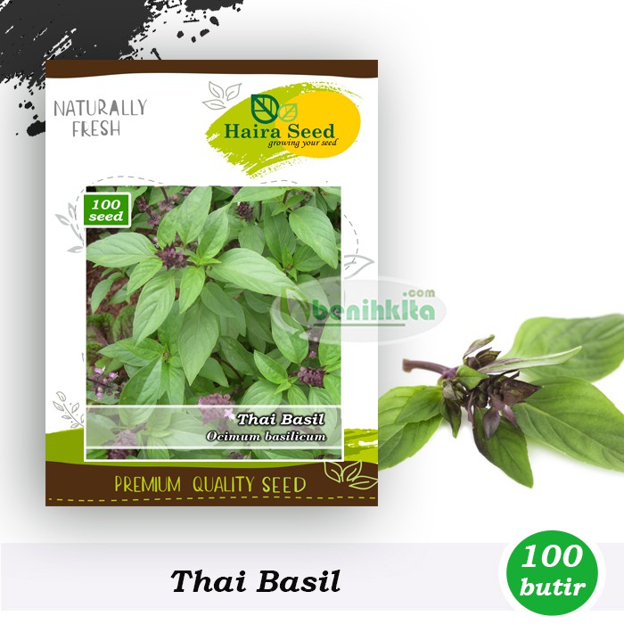 Benih-Bibit Thai Basil (Haira Seed)