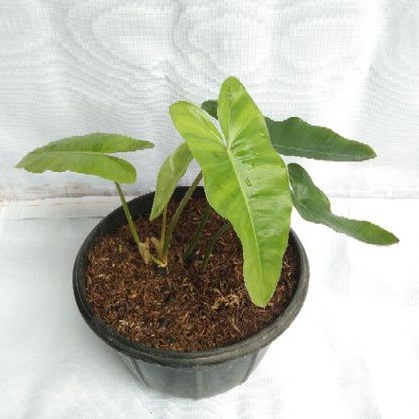 Philo Green Burlemax